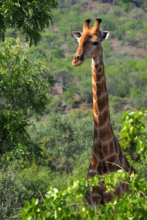 Girafe au Kruger National Park