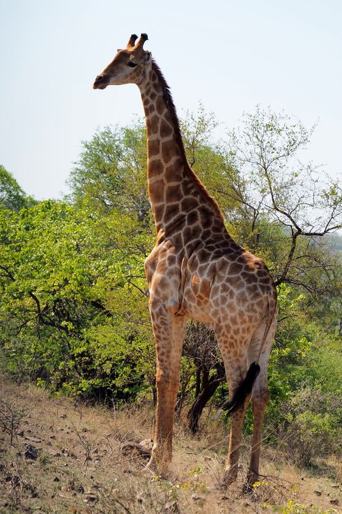 Girafe au Kruger National Park
Altitude : 234 mètres