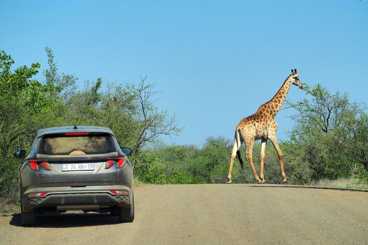Girafe au Kruger National Park
Altitude : 220 mètres