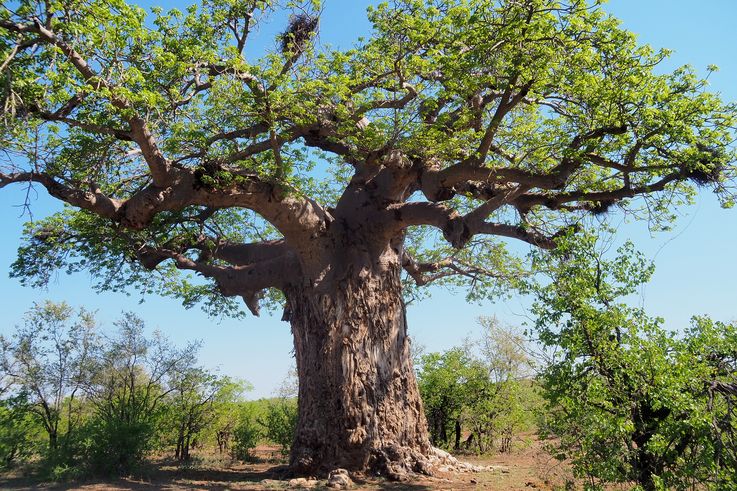Baobab au Kruger National Park
Altitude : 230 mètres