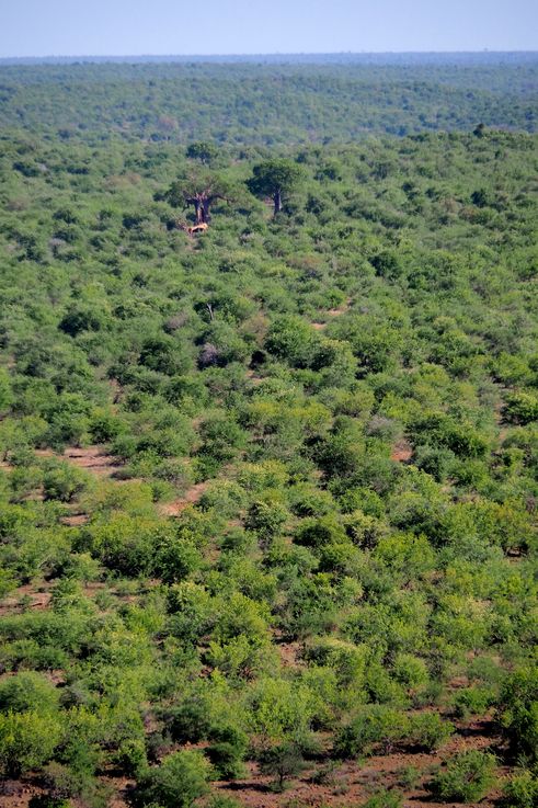 Olifants river au Kruger National Park
Altitude : 278 mètres