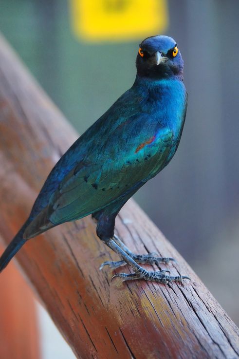 Choucador A Epaulettes Rouges au Kruger National Park
Altitude : 273 mètres