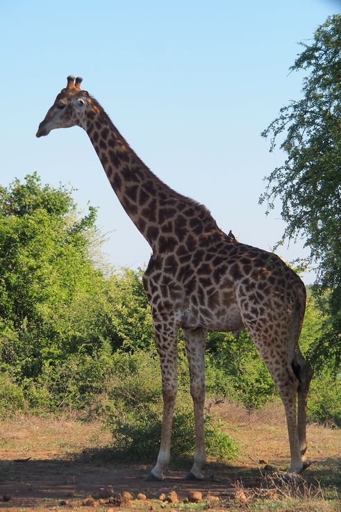 Girafe au Kruger National Park
Altitude : 230 mètres