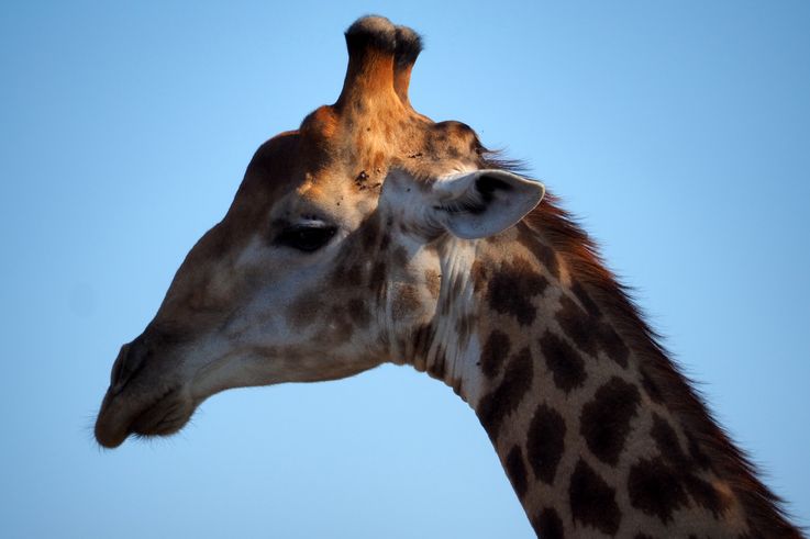 Le Parc Kruger Sud