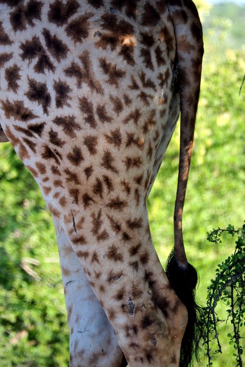 Girafe au Kruger National Park
Altitude : 277 mètres
