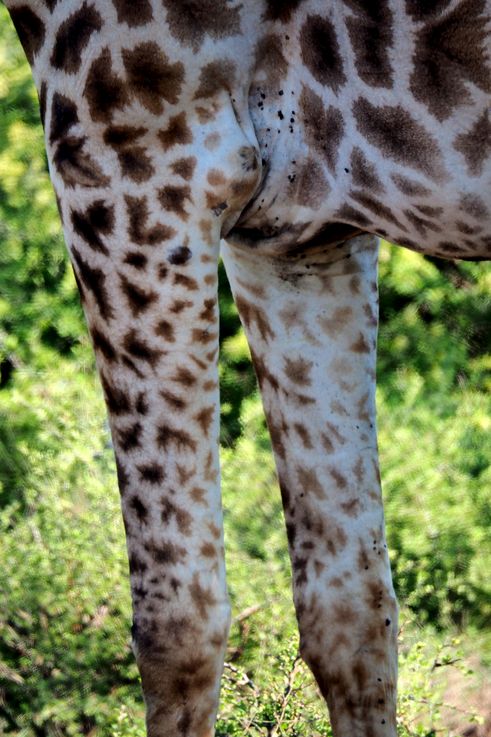 Girafe au Kruger National Park
Altitude : 273 mètres