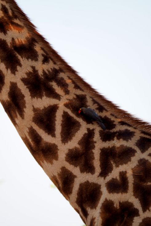 Girafe au Kruger National Park
Altitude : 253 mètres