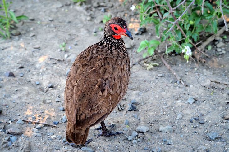 Francolin au Kruger National Park
Altitude : 279 mètres