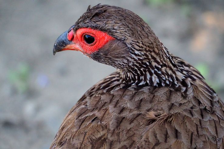 Francolin au Kruger National Park
Altitude : 285 mètres