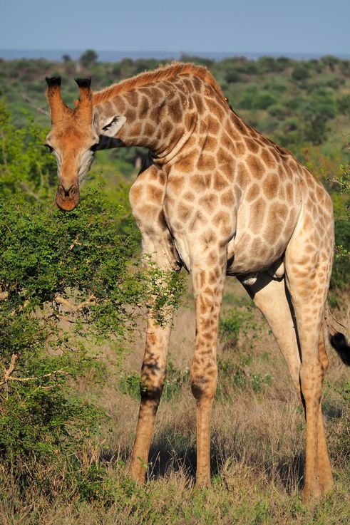 Girafe au Kruger National Park
Altitude : 300 mètres
