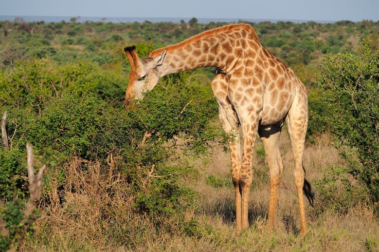 Girafe au Kruger National Park
Altitude : 339 mètres