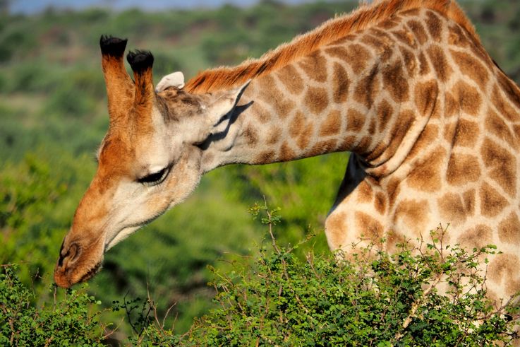 Girafe au Kruger National Park
Altitude : 325 mètres
