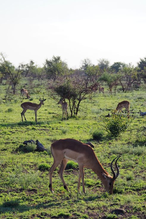 Impala au Kruger National Park
Altitude : 311 mètres