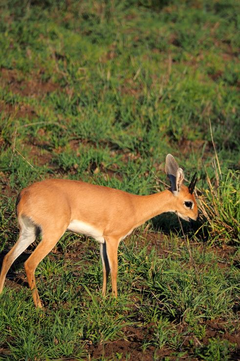 Steenbok au Kruger National Park
Altitude : 330 mètres