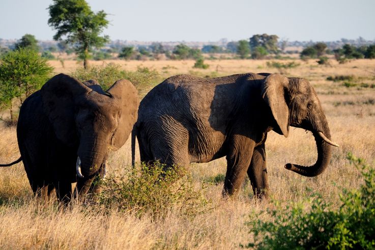 Eléphant au Kruger National Park
Altitude : 311 mètres