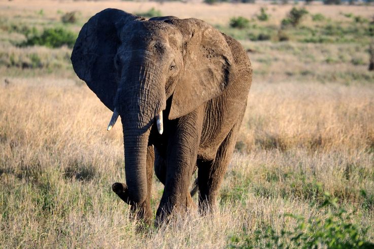 Eléphant au Kruger National Park
Altitude : 321 mètres