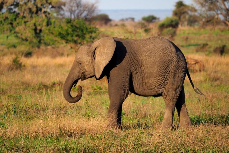 Eléphant au Kruger National Park
Altitude : 323 mètres