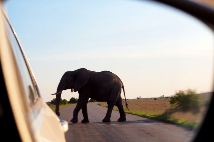 Eléphant au Kruger National Park
Altitude : 331 mètres
