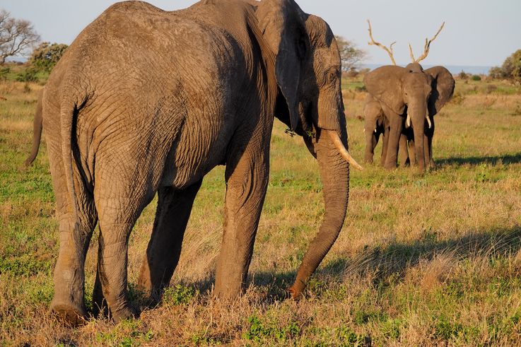 Eléphant au Kruger National Park
Altitude : 349 mètres