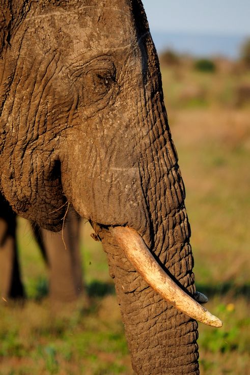 Eléphant au Kruger National Park
Altitude : 350 mètres