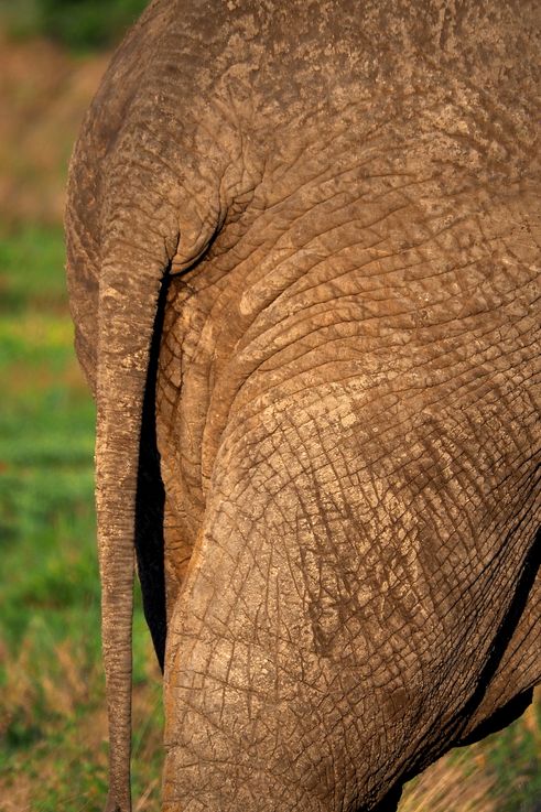Eléphant au Kruger National Park
Altitude : 340 mètres