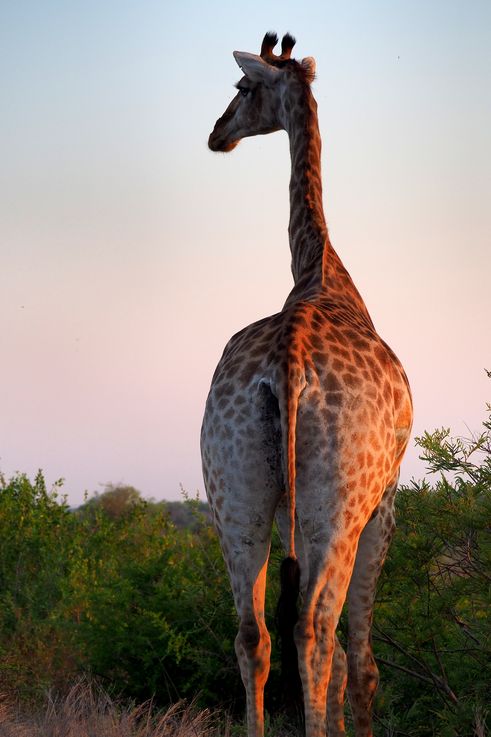 Girafe au Kruger National Park
Altitude : 289 mètres