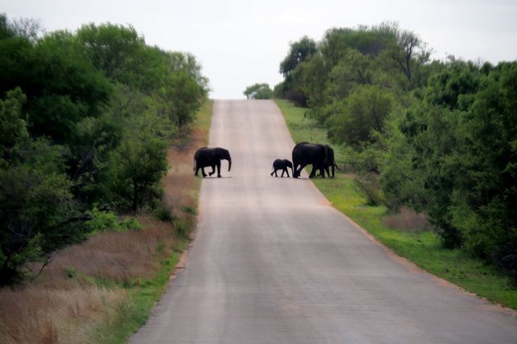 Eléphant au Kruger National Park
Altitude : 455 mètres