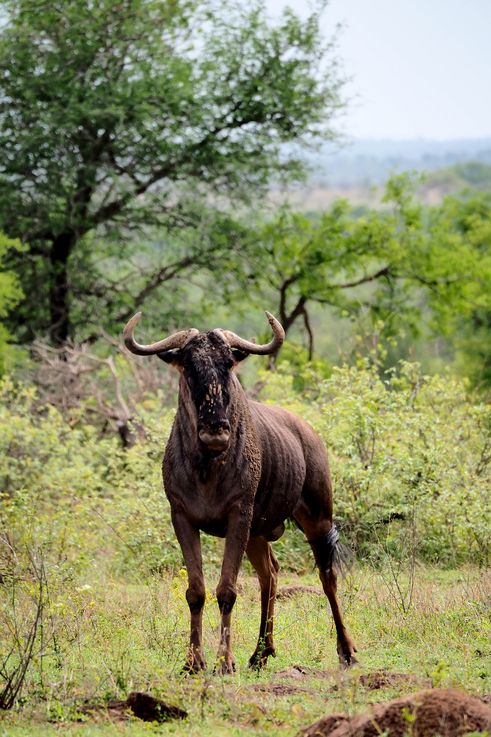 Gnou bleu au Kruger National Park
Altitude : 452 mètres