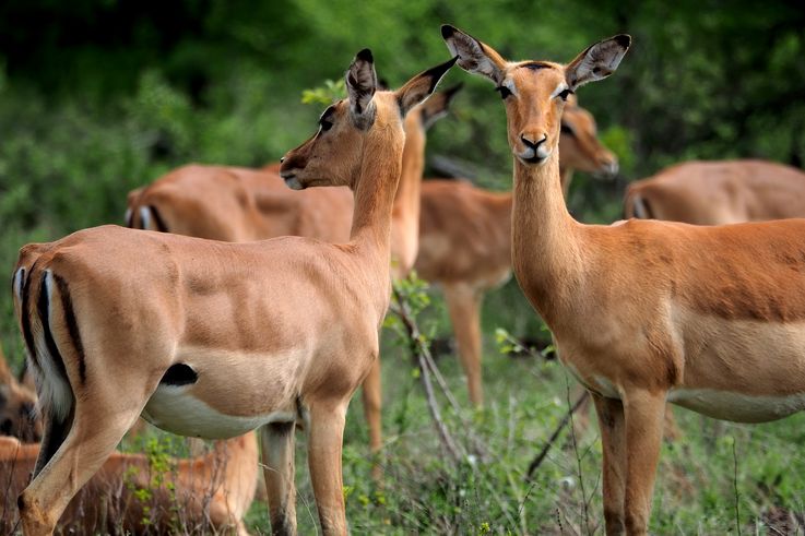 Impala au Kruger National Park
Altitude : 448 mètres