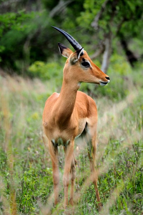 Impala au Kruger National Park
Altitude : 443 mètres