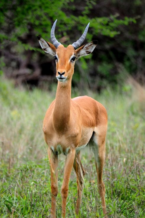 Impala au Kruger National Park
Altitude : 443 mètres