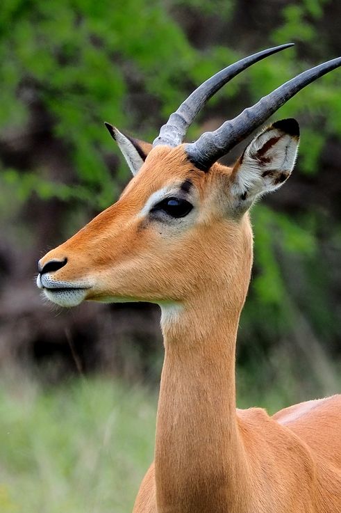 Impala au Kruger National Park
Altitude : 440 mètres