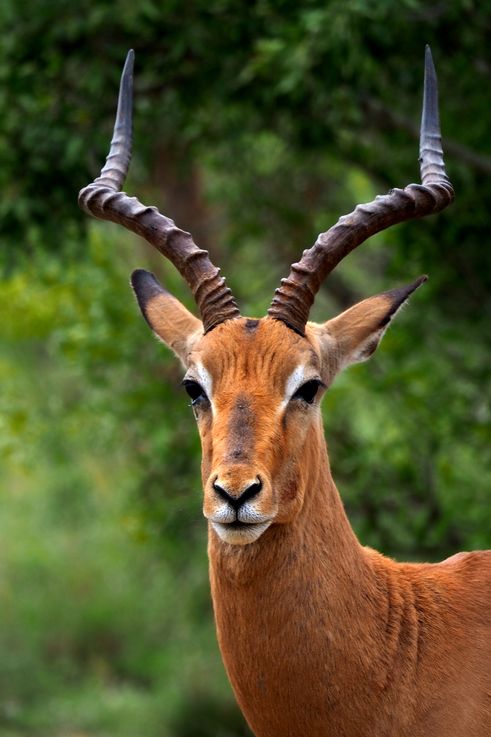 Impala au Kruger National Park
Altitude : 425 mètres