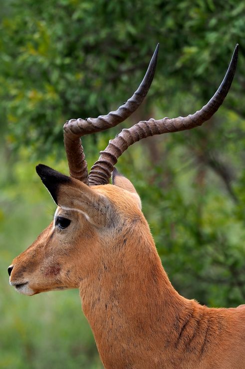 Impala au Kruger National Park
Altitude : 425 mètres