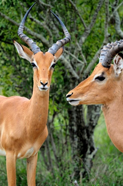 Impala au Kruger National Park
Altitude : 425 mètres
