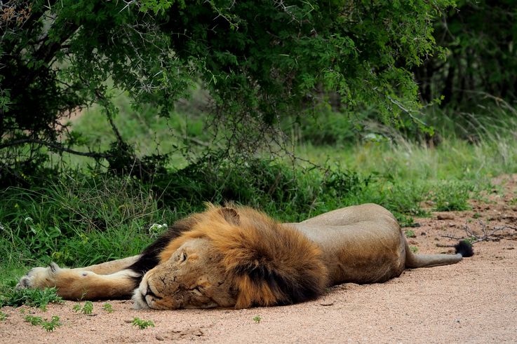 Lion au Kruger National Park
Altitude : 425 mètres