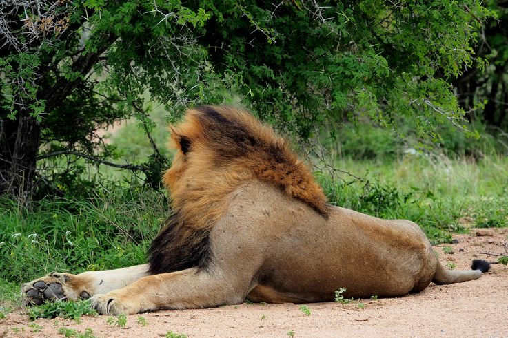 Lion au Kruger National Park
Altitude : 423 mètres