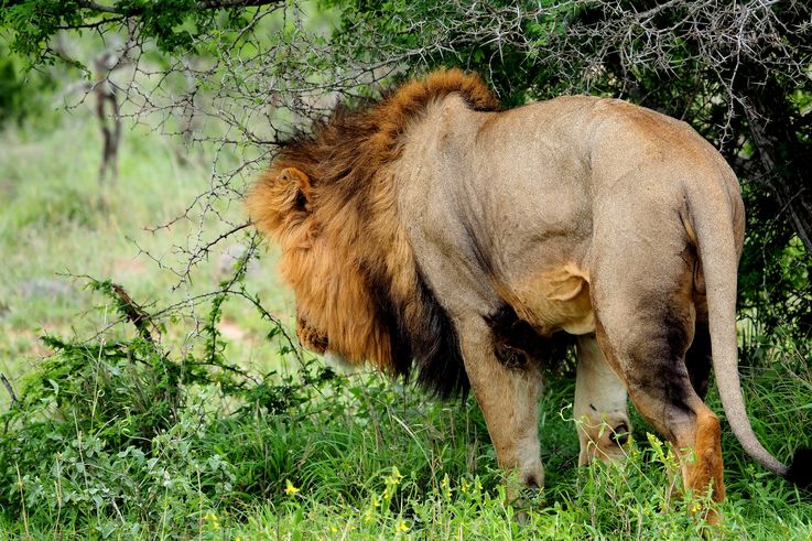 Lion au Kruger National Park
Altitude : 423 mètres