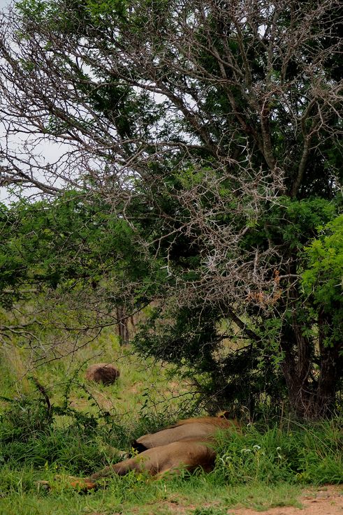 Lion au Kruger National Park
Altitude : 422 mètres