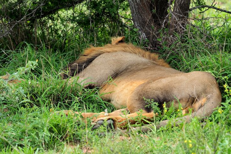 Lion au Kruger National Park
Altitude : 422 mètres