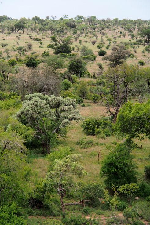 Timbavati au Kruger National Park
Altitude : 404 mètres