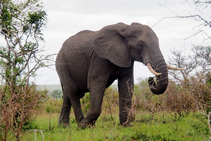 Eléphant au Kruger National Park
Altitude : 424 mètres