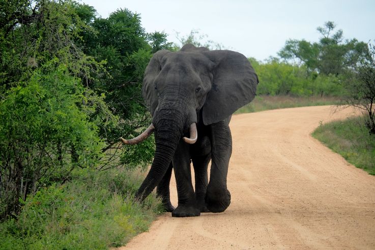 Eléphant au Kruger National Park
Altitude : 422 mètres