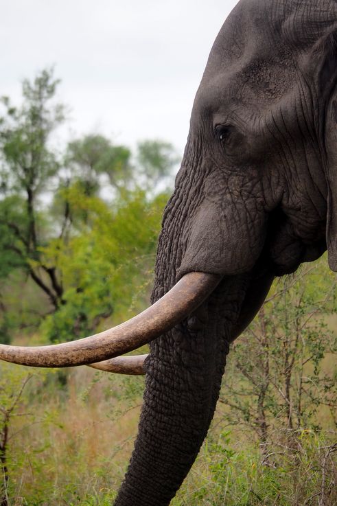 Eléphant au Kruger National Park
Altitude : 421 mètres