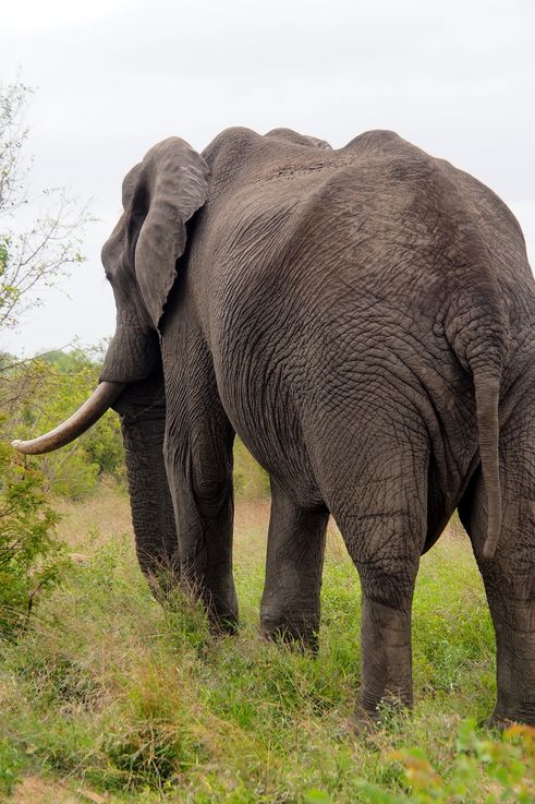 Eléphant au Kruger National Park
Altitude : 423 mètres