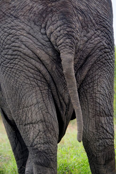 Eléphant au Kruger National Park
Altitude : 425 mètres