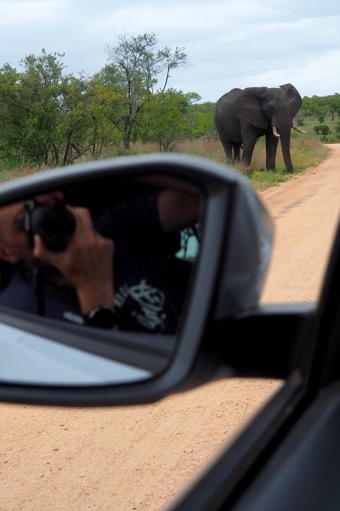 Eléphant au Kruger National Park
Altitude : 421 mètres