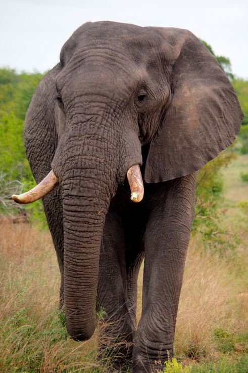 Eléphant au Kruger National Park
Altitude : 421 mètres