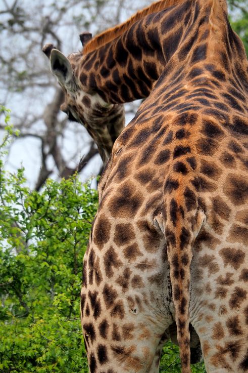 Girafe au Kruger National Park
Altitude : 373 mètres