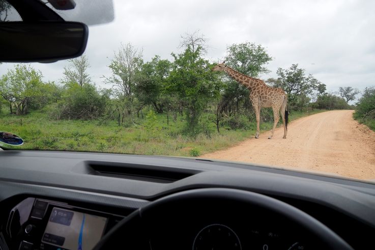 Girafe au Kruger National Park
Altitude : 354 mètres